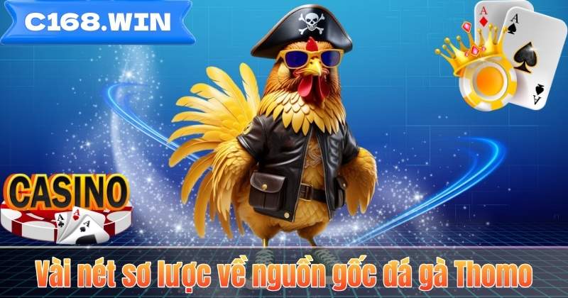 Đá Gà Thomo – Sân Chơi Cá Cược Hấp Dẫn Cho Người Đam Mê Vài nét sơ lược về nguồn gốc đá gà Thomo
